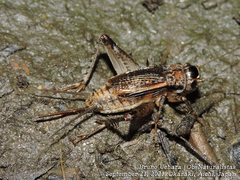 Loxoblemmus arietulus