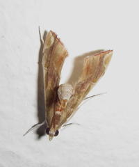 Agathodes musivalis