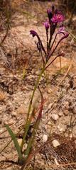 Thereianthus minutus