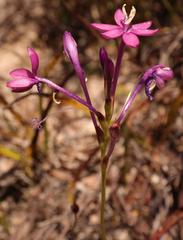Thereianthus minutus
