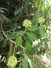 Hedera cypria