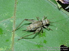 Svistella bifasciata