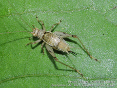 Svistella bifasciata