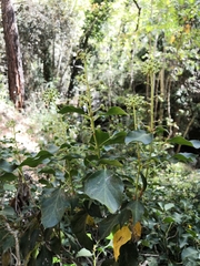 Hedera cypria