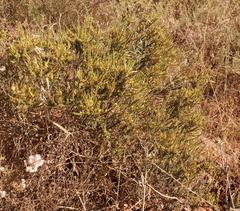 Aspalathus rectistyla