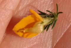 Aspalathus rectistyla