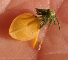 Aspalathus rectistyla