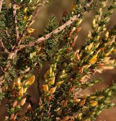 Aspalathus rectistyla