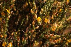 Aspalathus rectistyla