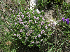 Thymus collinus