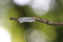 Tessaratoma papillosa