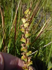 Disperis renibractea