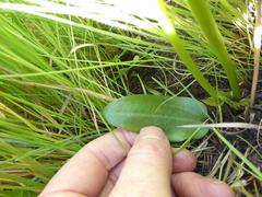 Disperis renibractea