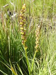 Disperis renibractea