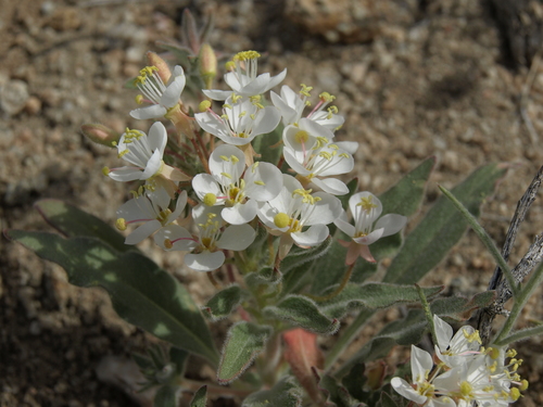 Eremothera boothii ssp. intermedia