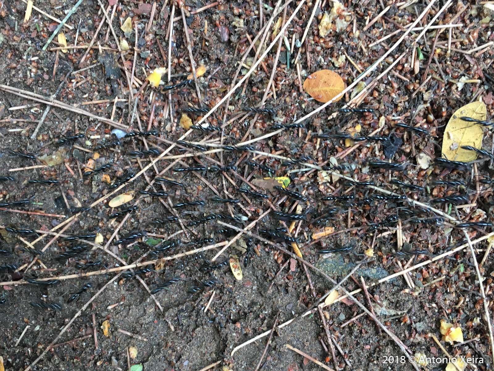 Leptogenys processionalis