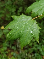 Acer circinatum
