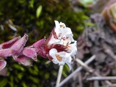 Crassula setulosa setulosa