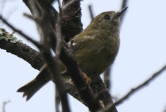 Regulus regulus azoricus