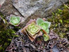 Crassula setulosa setulosa