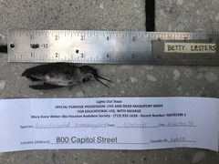 Archilochus colubris