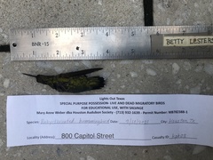 Archilochus colubris