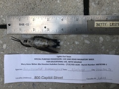 Archilochus colubris