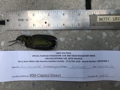 Archilochus colubris