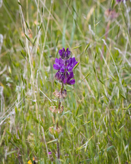 Lupinus microcarpus
