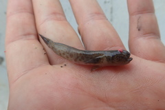 Cryptocentrus yatsui