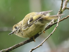 Regulus regulus azoricus