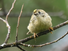 Regulus regulus azoricus