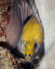 Gymnothorax rueppelliae