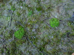 Fossombronia wondraczekii