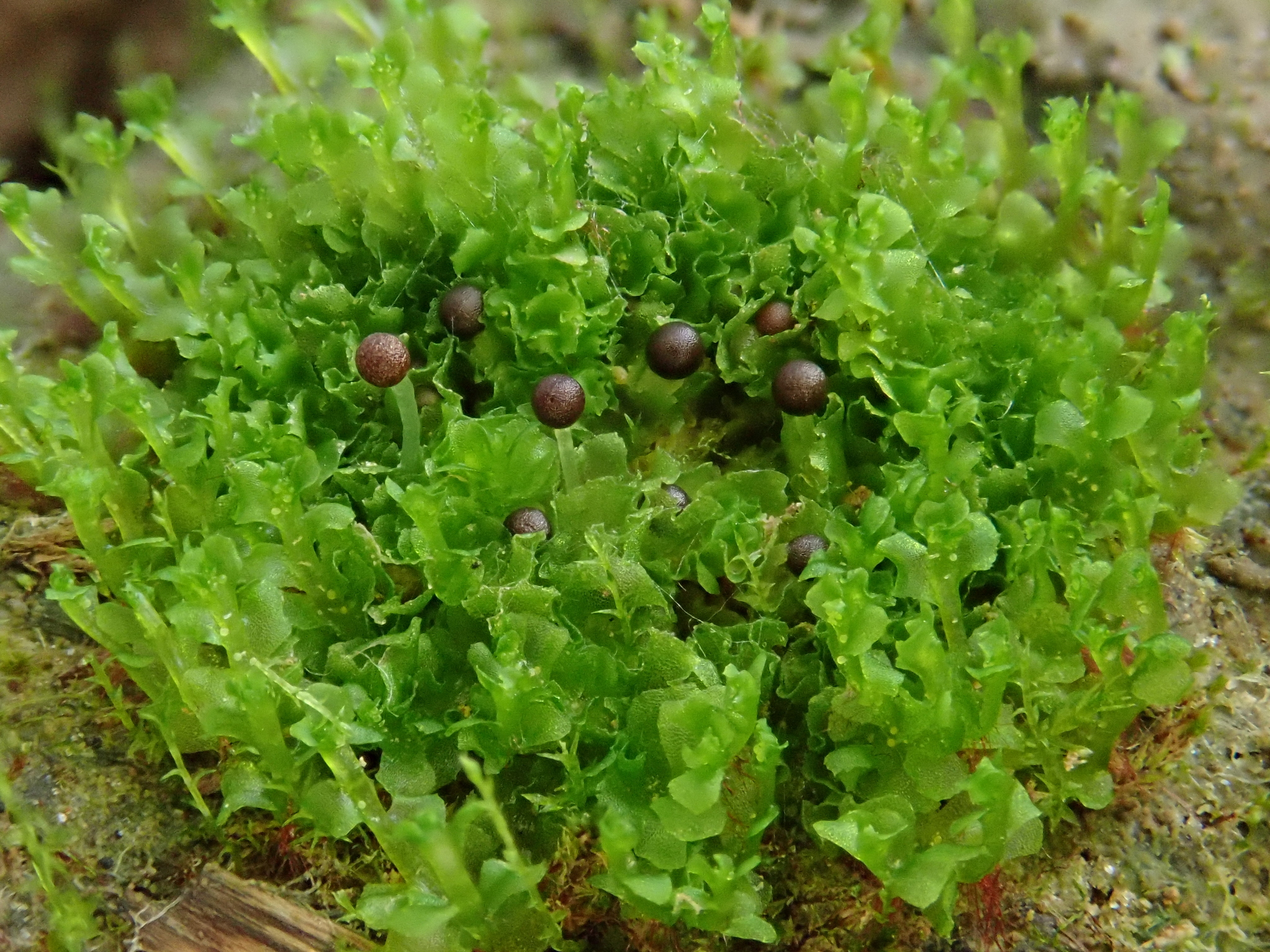 Fossombronia wondraczekii