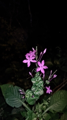 Pseuderanthemum cuspidatum