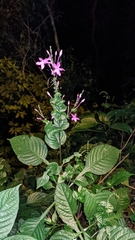 Pseuderanthemum cuspidatum