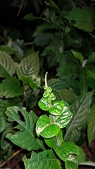 Pseuderanthemum cuspidatum