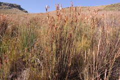 Elegia grandis
