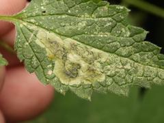 Amauromyza morionella