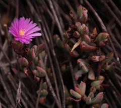 Esterhuysenia stokoei