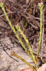 Euchaetis flexilis