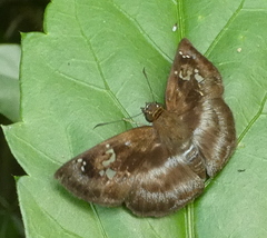 Quadrus cerialis