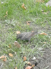 Sturnus vulgaris