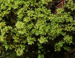 Breutelia azorica