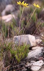 Euryops longipes longipes