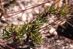 Euryops longipes longipes