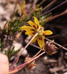 Euryops longipes longipes