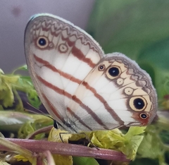 Euptychia