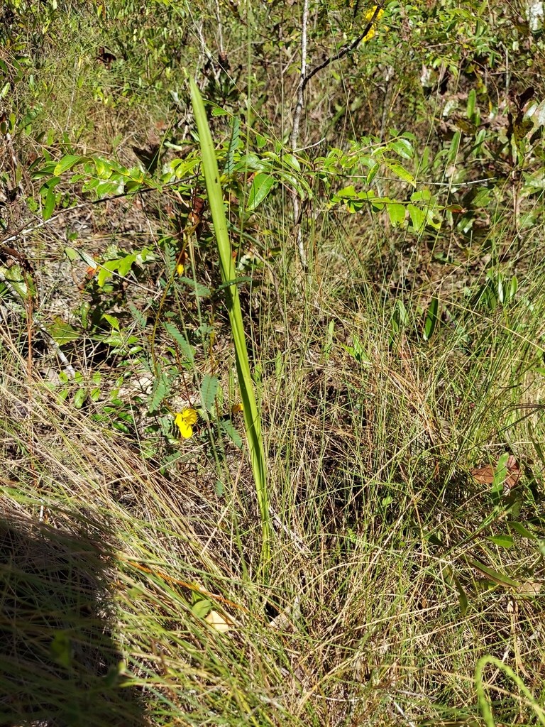 Eulophia ecristata